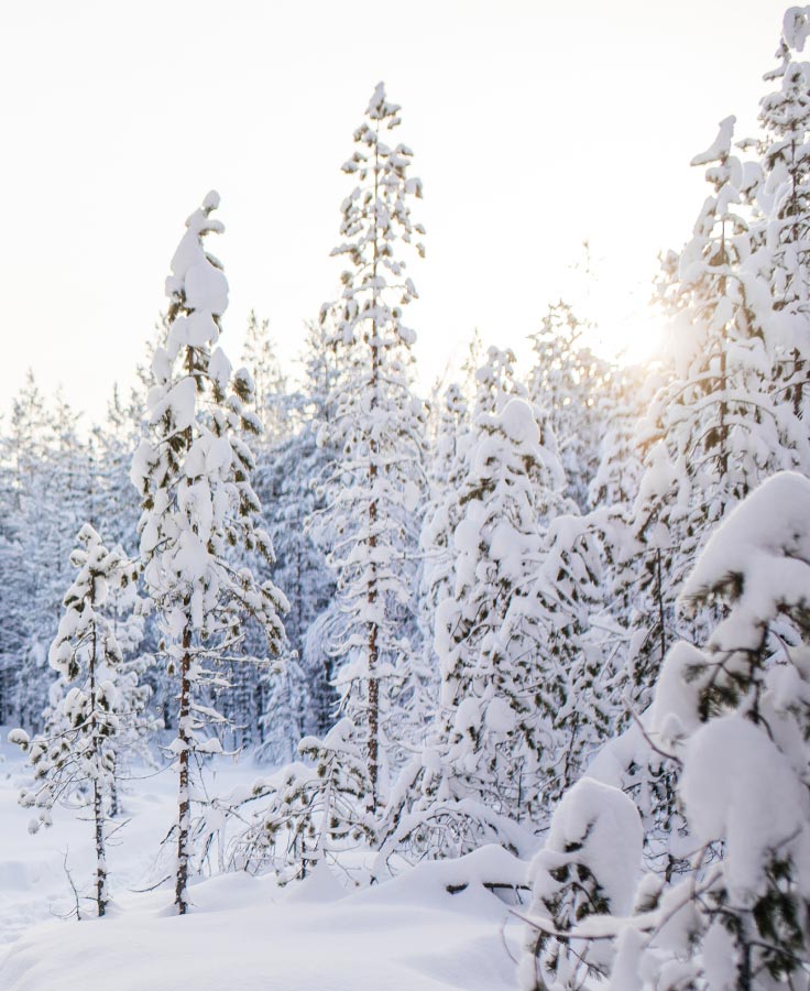 Snowy landscape