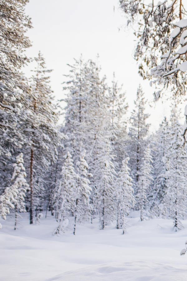 Snowy landscape